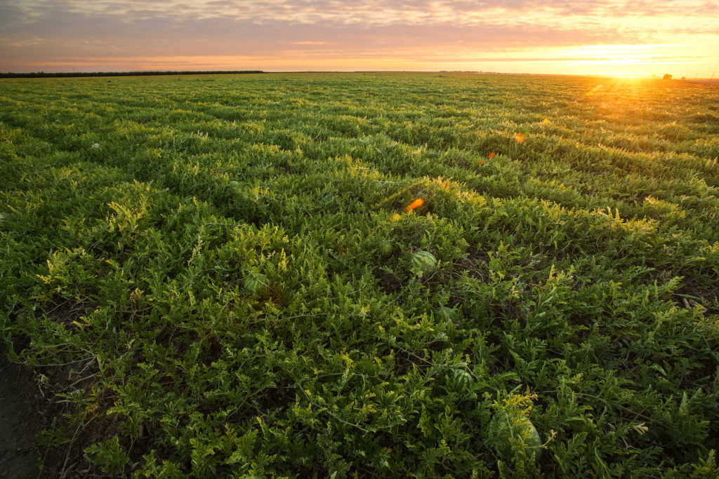Westlands Water District Awarded 25 Million Federal Grant to Fund