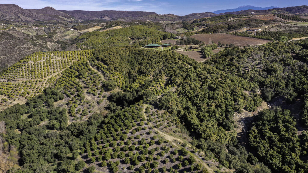 Avocado Grove